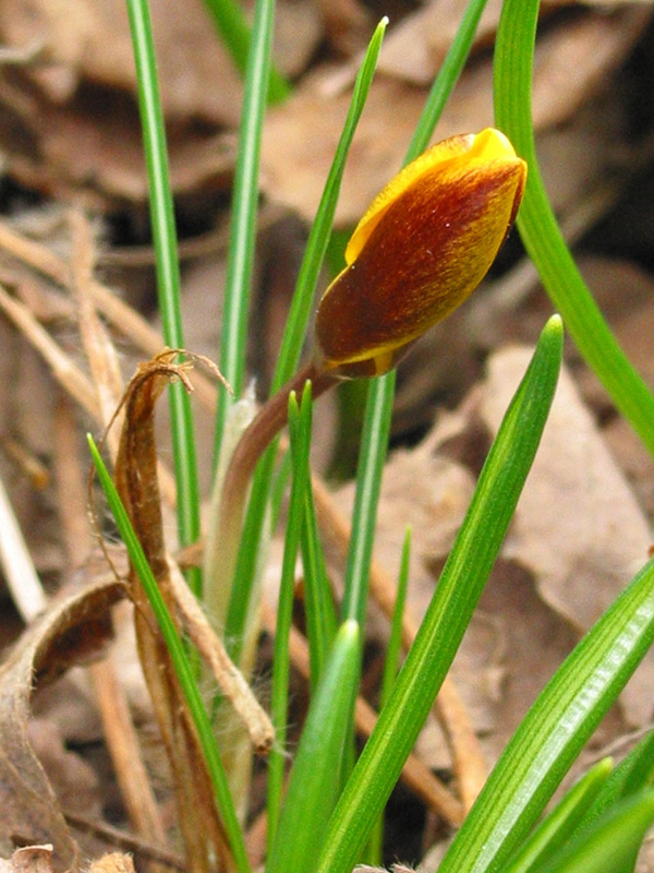Photo of yellow crocus - discussion of future of Peacham Library