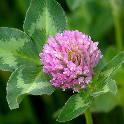 CloVER interlibrary loan requests